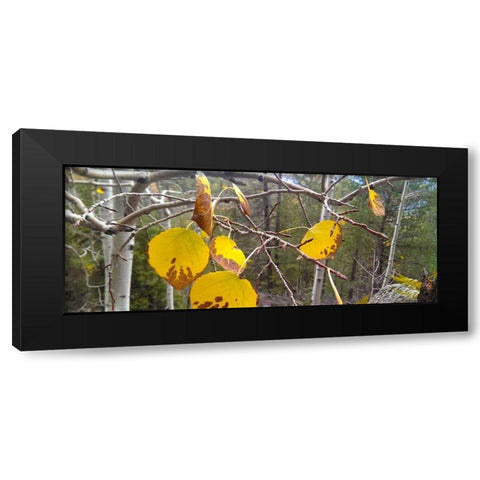 Aspens in Fall: Last Leaves II Black Modern Wood Framed Art Print with Double Matting by Tenoever, William
