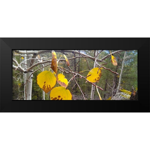 Aspens in Fall: Last Leaves II Black Modern Wood Framed Art Print by Tenoever, William