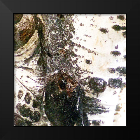 Aspens In The Fall 3 Black Modern Wood Framed Art Print by Tenoever, William