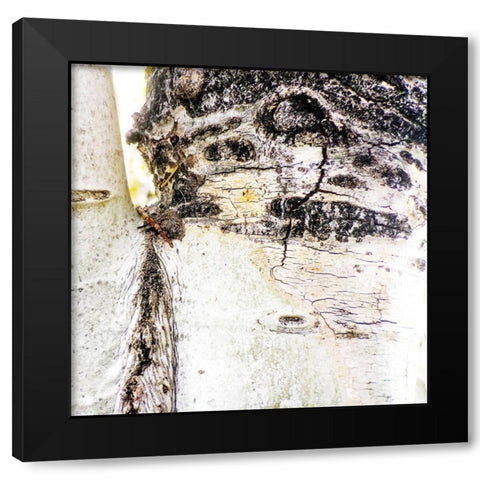 Aspens In The Fall 4 Black Modern Wood Framed Art Print with Double Matting by Tenoever, William