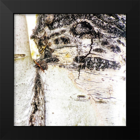 Aspens In The Fall 4 Black Modern Wood Framed Art Print by Tenoever, William