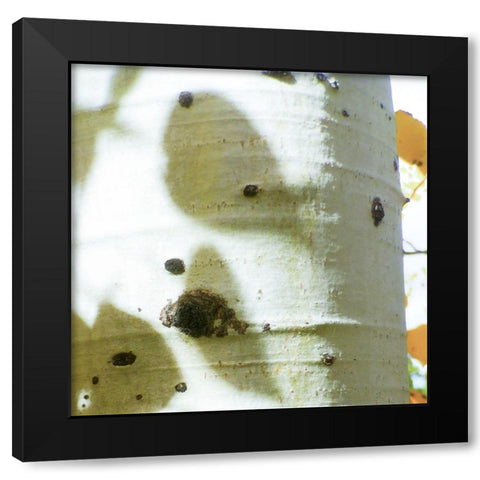 Aspens In The Fall 7 Black Modern Wood Framed Art Print by Tenoever, William