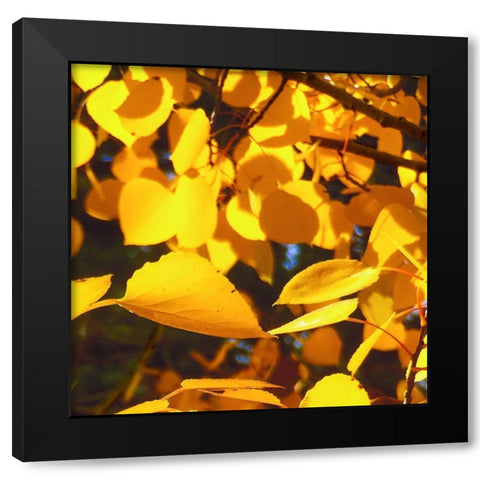 Aspens In The Fall 9 Black Modern Wood Framed Art Print by Tenoever, William