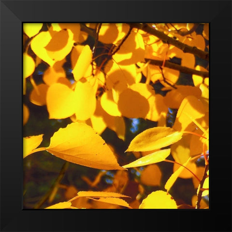 Aspens In The Fall 9 Black Modern Wood Framed Art Print by Tenoever, William