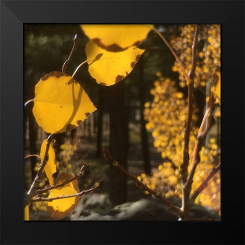 Aspens In The Fall 11 Black Modern Wood Framed Art Print by Tenoever, William