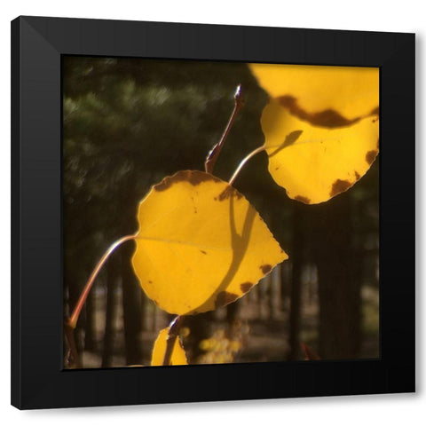 Aspens In The Fall 12 Black Modern Wood Framed Art Print by Tenoever, William