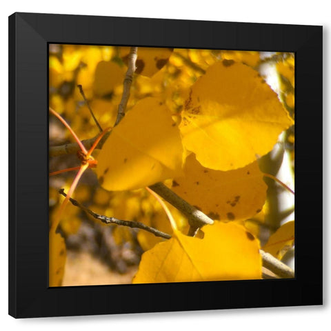 Aspens In The Fall 16 Black Modern Wood Framed Art Print with Double Matting by Tenoever, William