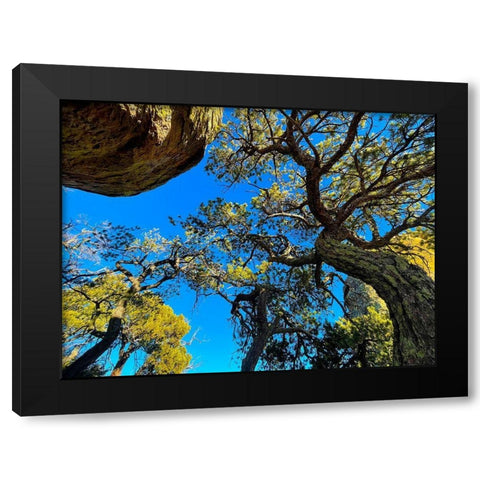 Chiricahua 4 Black Modern Wood Framed Art Print by Tenoever, William