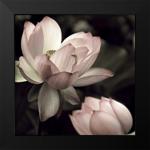 The Lotus II Black Modern Wood Framed Art Print by Neuwirth, Andy