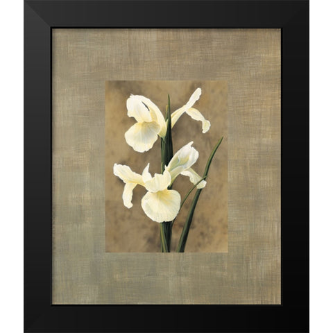 Iris Black Modern Wood Framed Art Print by Trivelli, Andrea