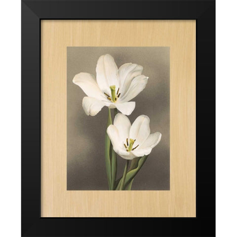 Tulipani Black Modern Wood Framed Art Print by Trivelli, Andrea