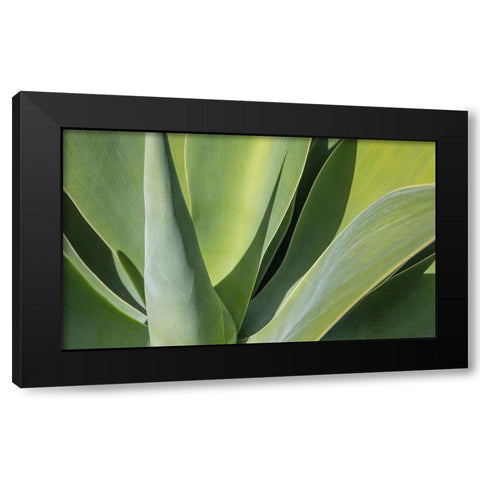 Aloe I Black Modern Wood Framed Art Print with Double Matting by Markoff, Barbara