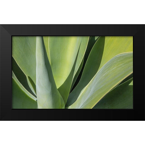 Aloe I Black Modern Wood Framed Art Print by Markoff, Barbara
