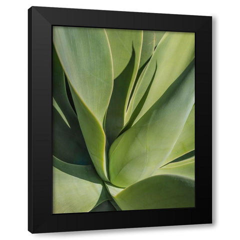 Aloe II Black Modern Wood Framed Art Print with Double Matting by Markoff, Barbara