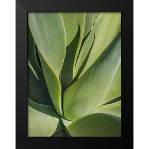 Aloe II Black Modern Wood Framed Art Print by Markoff, Barbara