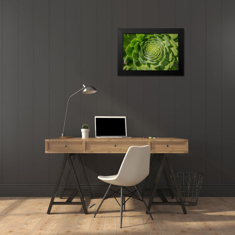 Green Succulent Spiral Black Modern Wood Framed Art Print by Markoff, Barbara