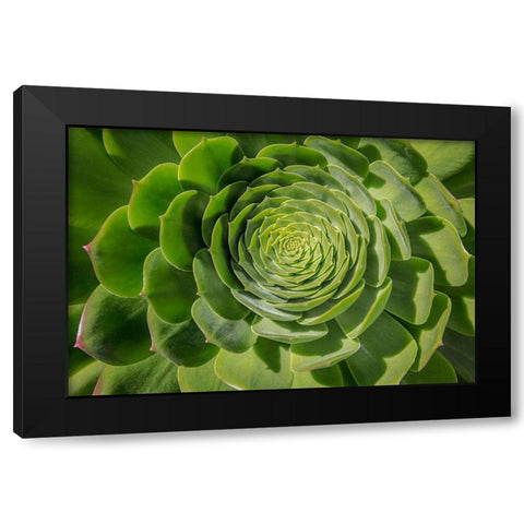 Green Succulent Spiral Black Modern Wood Framed Art Print by Markoff, Barbara
