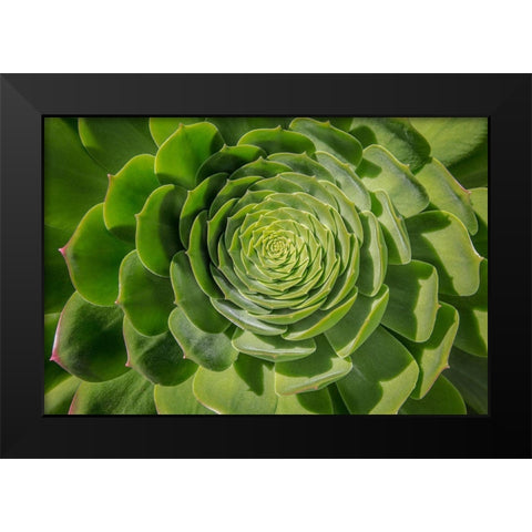 Green Succulent Spiral Black Modern Wood Framed Art Print by Markoff, Barbara