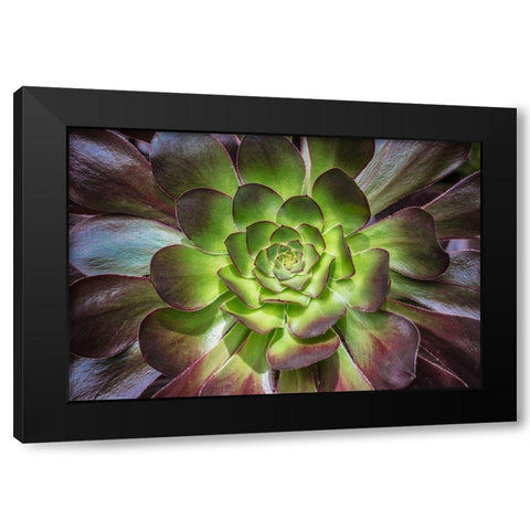 Black Rose Black Modern Wood Framed Art Print with Double Matting by Markoff, Barbara