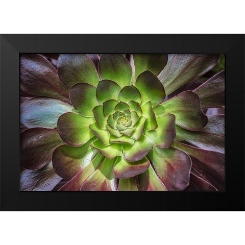 Black Rose Black Modern Wood Framed Art Print by Markoff, Barbara