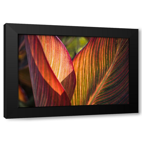 Canna Lily Leaves I Black Modern Wood Framed Art Print with Double Matting by Markoff, Barbara