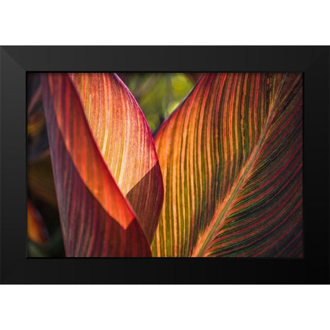 Canna Lily Leaves I Black Modern Wood Framed Art Print by Markoff, Barbara