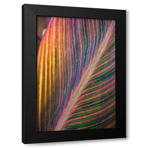 Canna Lily Leaves II Black Modern Wood Framed Art Print with Double Matting by Markoff, Barbara