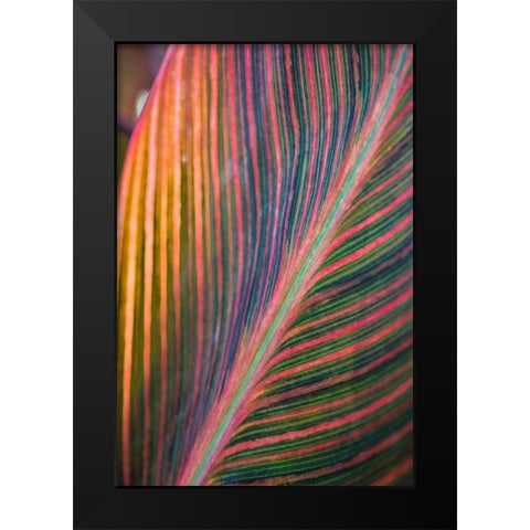 Canna Lily Leaves II Black Modern Wood Framed Art Print by Markoff, Barbara