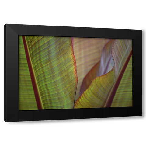 Banana Palm Black Modern Wood Framed Art Print with Double Matting by Markoff, Barbara