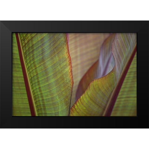 Banana Palm Black Modern Wood Framed Art Print by Markoff, Barbara