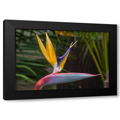 Bird of Pardise Black Modern Wood Framed Art Print with Double Matting by Markoff, Barbara