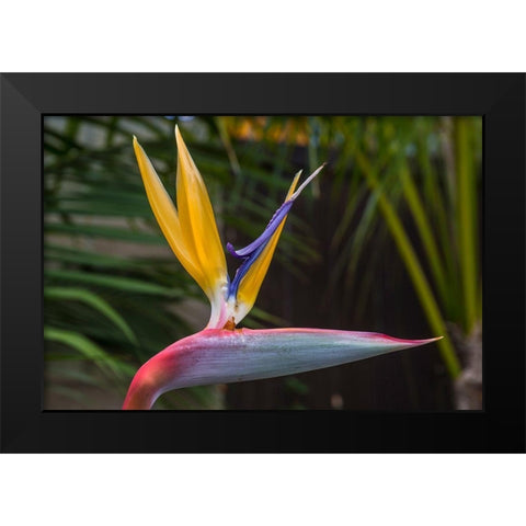 Bird of Pardise Black Modern Wood Framed Art Print by Markoff, Barbara