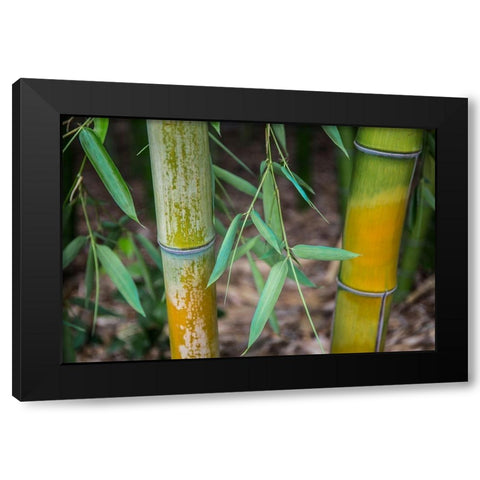 Bamboo Study Black Modern Wood Framed Art Print by Markoff, Barbara