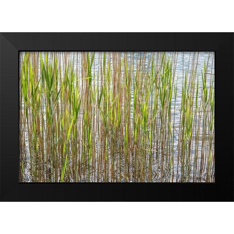Reeds Black Modern Wood Framed Art Print by Markoff, Barbara