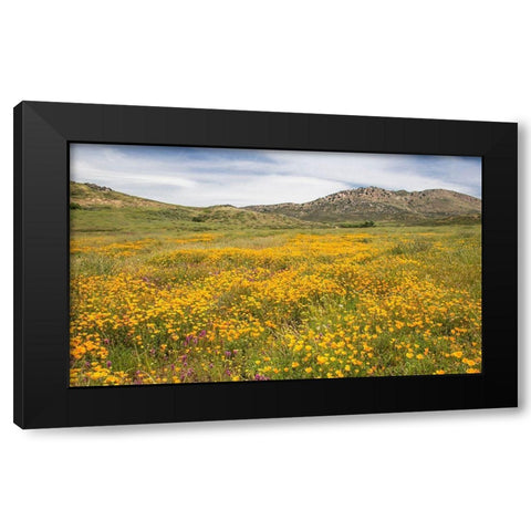 Wildflower in the Valley Black Modern Wood Framed Art Print by Markoff, Barbara