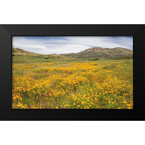 Wildflower in the Valley Black Modern Wood Framed Art Print by Markoff, Barbara