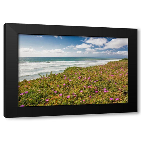 Blooming Ice Plants, Del Mar Black Modern Wood Framed Art Print with Double Matting by Markoff, Barbara
