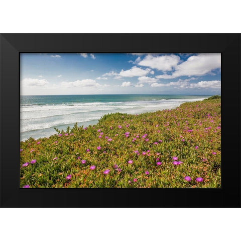 Blooming Ice Plants, Del Mar Black Modern Wood Framed Art Print by Markoff, Barbara