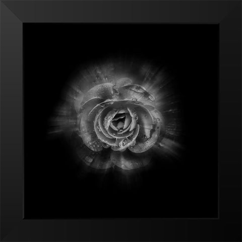 Black And White Begonia II Black Modern Wood Framed Art Print by Carson, Brian
