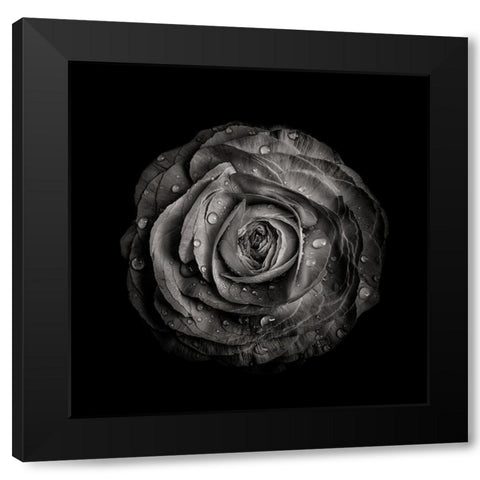 Black And White Begonia IV Black Modern Wood Framed Art Print by Carson, Brian