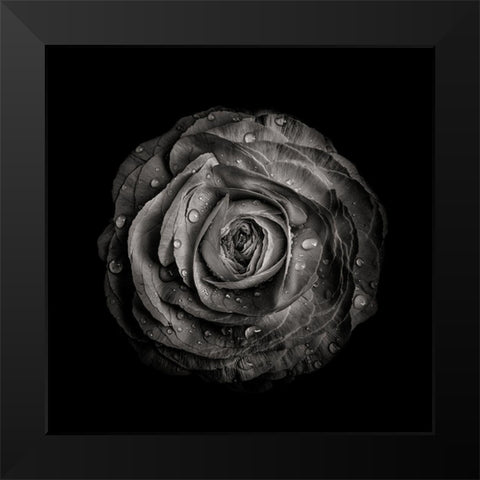 Black And White Begonia IV Black Modern Wood Framed Art Print by Carson, Brian