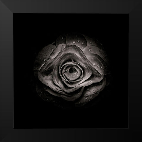 Black And White Begonia V Black Modern Wood Framed Art Print by Carson, Brian
