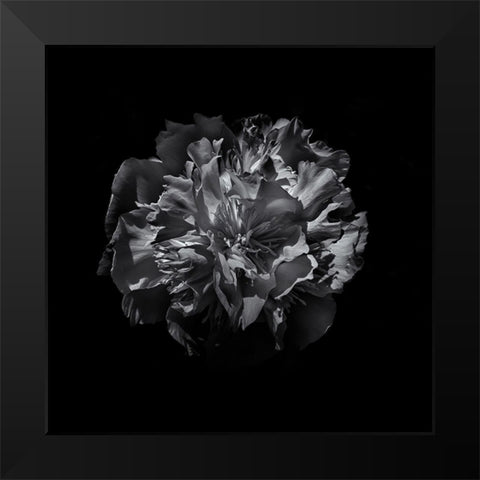 Black And White Camelia Black Modern Wood Framed Art Print by Carson, Brian