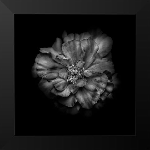 Black And White Camelia I Black Modern Wood Framed Art Print by Carson, Brian