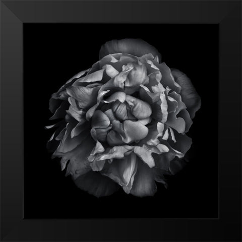 Black And White Camelia II Black Modern Wood Framed Art Print by Carson, Brian