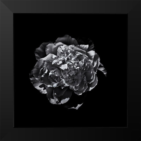 Black And White Camelia III Black Modern Wood Framed Art Print by Carson, Brian
