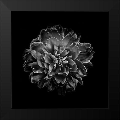 Black And White Camelia IV Black Modern Wood Framed Art Print by Carson, Brian