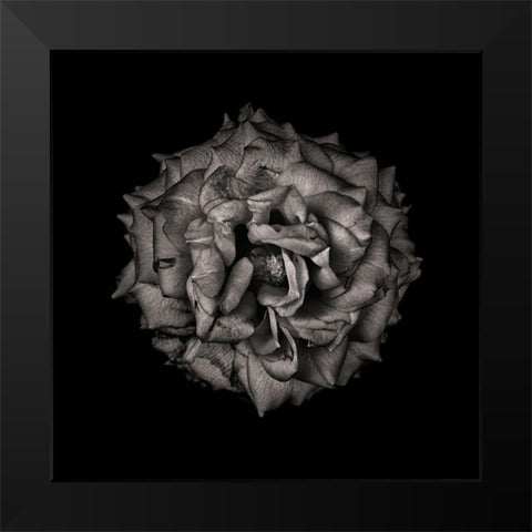 Black and White Camelia VI Black Modern Wood Framed Art Print by Carson, Brian