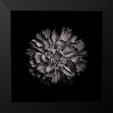 Black And White Dahlia II Black Modern Wood Framed Art Print by Carson, Brian