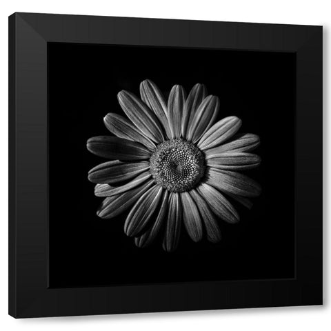 Black And White Daisy II Black Modern Wood Framed Art Print with Double Matting by Carson, Brian